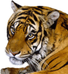 Скачать PNG картинку на прозрачном фоне тигр, милый взгляд, вперед крупным планом