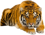 Скачать PNG картинку на прозрачном фоне тигр морда на лапках, лежит