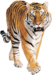 Скачать PNG картинку на прозрачном фоне тигр, рисунок, ходьба, рычание