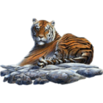 Скачать PNG картинку на прозрачном фоне тигр, рисунок, лежит, смотрит на зрителя