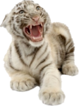 Скачать PNG картинку на прозрачном фоне тигр, рычание белого полосатого, налево
