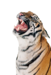 Скачать PNG картинку на прозрачном фоне тигр рычание, морда смотрит на верх