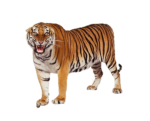 Скачать PNG картинку на прозрачном фоне тигр рычание, стоя