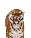 Скачать PNG картинку на прозрачном фоне тигр, рычание вперед