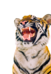 Скачать PNG картинку на прозрачном фоне тигр, рычание, зубы, крупный план