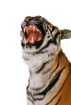 Скачать PNG картинку на прозрачном фоне тигр, рычание, зубы, слева, крупный план