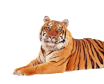 Скачать PNG картинку на прозрачном фоне тигр слева, лежит
