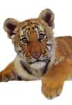 Скачать PNG картинку на прозрачном фоне тигренок морда на зрителя