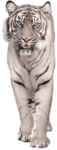 Скачать PNG картинку на прозрачном фоне тигр,стоя, морда и лапки