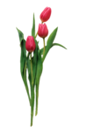 Скачать PNG картинку на прозрачном фоне Три розовых тюльпана вместе