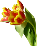 Скачать PNG картинку на прозрачном фоне Три желто-красных тюльпана
