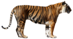 Скачать PNG картинку на прозрачном фоне вид сбоку, слева тигр