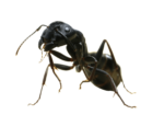 Скачать PNG картинку на прозрачном фоне Вид спереди, черный муравей