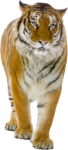 Скачать PNG картинку на прозрачном фоне вид спереди, идет, тигр