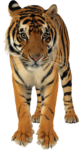 Скачать PNG картинку на прозрачном фоне вид спереди, тигр