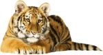 Скачать PNG картинку на прозрачном фоне вид спереди тигрица