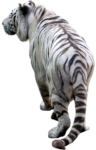 Скачать PNG картинку на прозрачном фоне вид сзади, белый полосатый, тигр