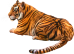Скачать PNG картинку на прозрачном фоне вид сзади, лежит, тигр, рисунок, нарисованный