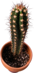 Скачать PNG картинку на прозрачном фоне Высокий колючий кактус в горшке, вид сверху