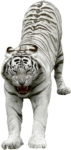 Скачать PNG картинку на прозрачном фоне вытягивается, белый полосатый, тигр