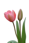 Скачать PNG картинку на прозрачном фоне Закрытый и открытый розовый тюльпан
