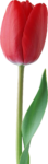 Скачать PNG картинку на прозрачном фоне Закрытый розовый тюльпан