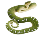 Скачать PNG картинку на прозрачном фоне Зеленая змея с бело-черными полосами