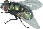Скачать PNG картинку на прозрачном фоне Зеленоватая нарисованная муха, рисунок