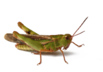 Скачать PNG картинку на прозрачном фоне Зеленый кузнечик с коричневыми крыльями