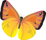 Скачать PNG картинку на прозрачном фоне Желто-оранжевая бабочка нарисованная, вид сверху