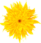 Скачать PNG картинку на прозрачном фоне Желтый цветок одуванчика, нарисованный, вид сверху
