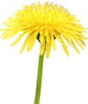 Скачать PNG картинку на прозрачном фоне Желтый цветок одуванчика, со стеблем