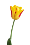 Скачать PNG картинку на прозрачном фоне Желтый тюльпан с красными полосками