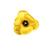 Скачать PNG картинку на прозрачном фоне Желтый тюльпан, вид сверху