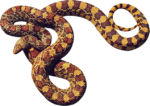 Скачать PNG картинку на прозрачном фоне Змея колосатая, красно-желтая