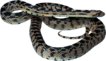 Скачать PNG картинку на прозрачном фоне Змея полосатая черно-серая
