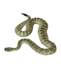 Скачать PNG картинку на прозрачном фоне Змея полосатая, зелено-белая, нарисованная